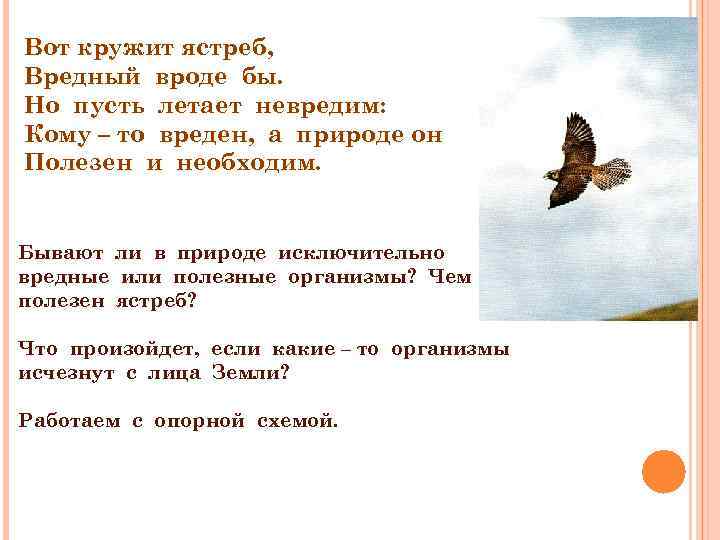 Вот кружит ястреб, Вредный вроде бы. Но пусть летает невредим: Кому – то вреден,