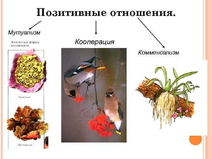 Позитивные отношения. Мутуализм Кооперация Комменсализм 