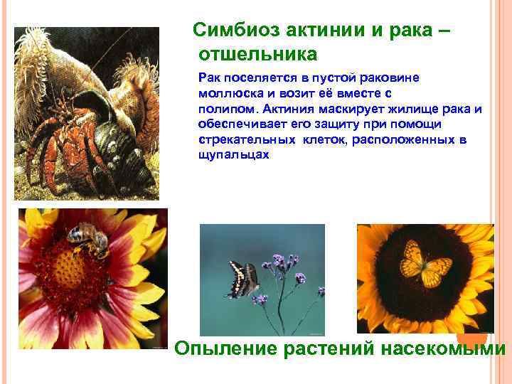 Симбиоз актинии и рака – отшельника Рак поселяется в пустой раковине моллюска и возит