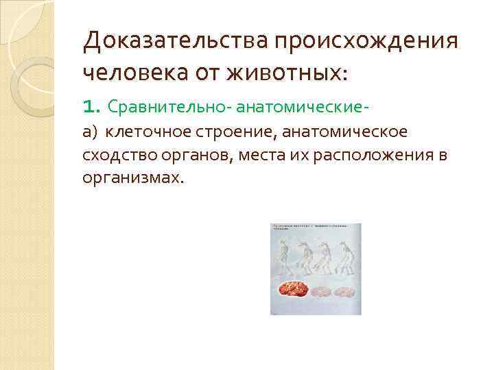 Доказательства происхождения человека от животных: 1. Сравнительно- анатомическиеа) клеточное строение, анатомическое сходство органов, места