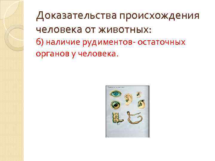 Доказательства происхождения человека от животных: б) наличие рудиментов- остаточных органов у человека. 