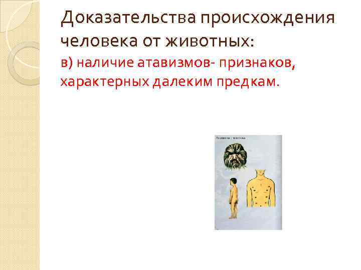 Доказательства происхождения человека от животных: в) наличие атавизмов- признаков, характерных далеким предкам. 