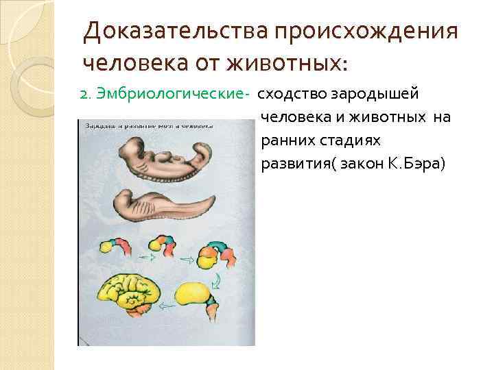 Доказательства происхождения человека от животных: 2. Эмбриологические- сходство зародышей человека и животных на ранних