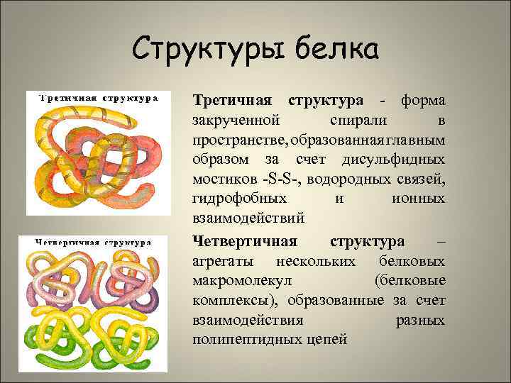 Структуры белка Третичная структура - форма закрученной спирали в пространстве, образованная главным образом за