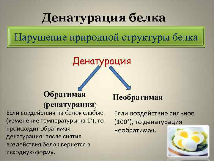 Денатурация белка Нарушение природной структуры белка Денатурация Обратимая (ренатурация) Если воздействия на белок слабые