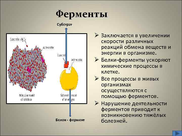 Ферменты Субстрат Белок - фермент Ø Заключается в увеличении скорости различных реакций обмена веществ