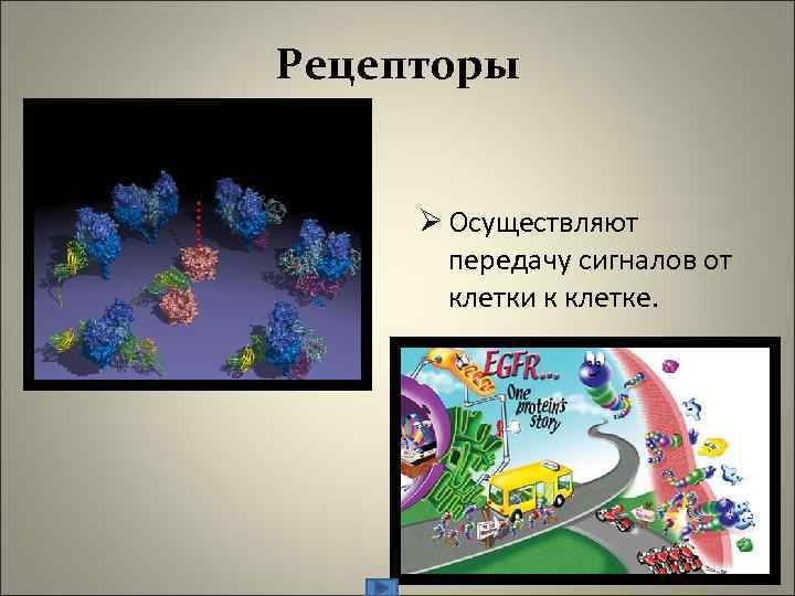 Рецепторы Ø Осуществляют передачу сигналов от клетки к клетке. 