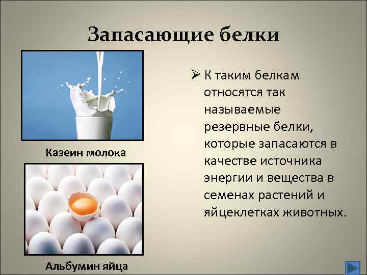 Запасающие белки Казеин молока Альбумин яйца Ø К таким белкам относятся так называемые резервные