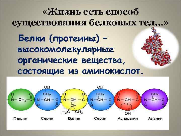  «Жизнь есть способ существования белковых тел…» Белки (протеины) – высокомолекулярные органические вещества, состоящие