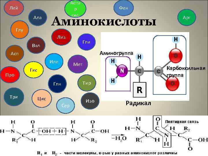 Аспа р кис. Лей Ала Глу Фен Аминокислоты Лиз Гли Вал Аминогруппа Асп Иле