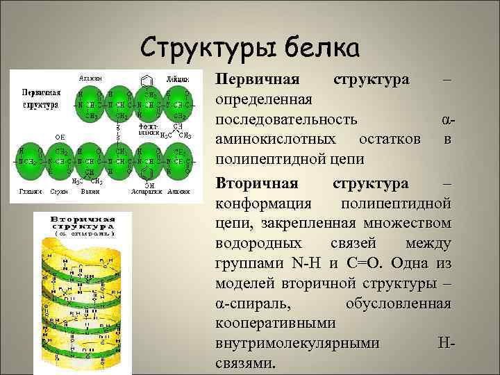 Структуры белка Первичная структура – определенная последовательность αаминокислотных остатков в полипептидной цепи Вторичная структура