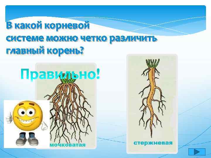 В какой корневой системе можно четко различить главный корень? 