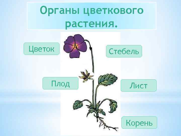 Органы цветкового растения. Цветок Плод Стебель Лист Корень 