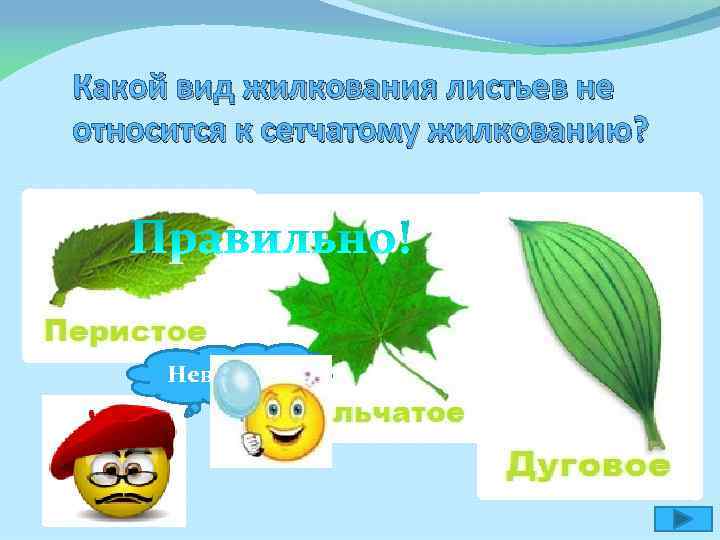 Какой вид жилкования листьев не относится к сетчатому жилкованию? Неверно! 