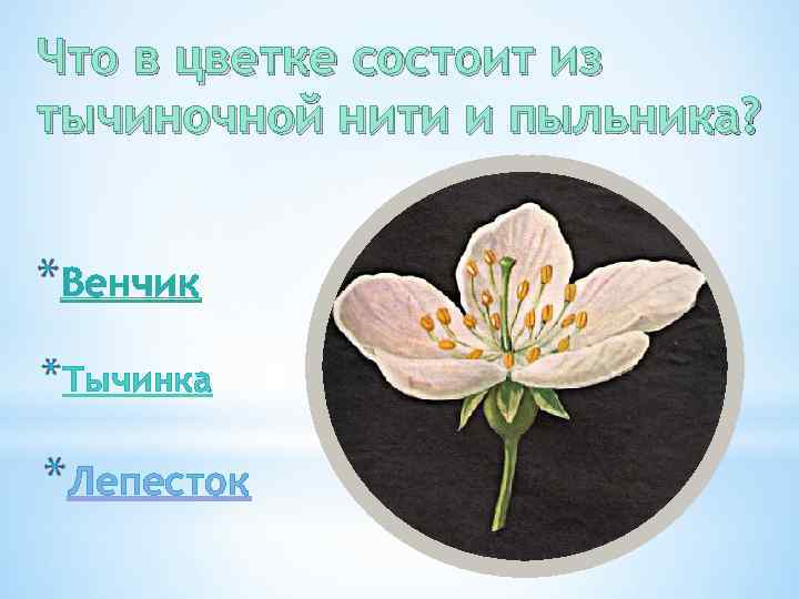 Что в цветке состоит из тычиночной нити и пыльника? *Венчик *Тычинка *Лепесток 