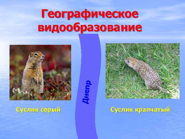 Днепр Географическое видообразование Суслик серый Суслик крапчатый 