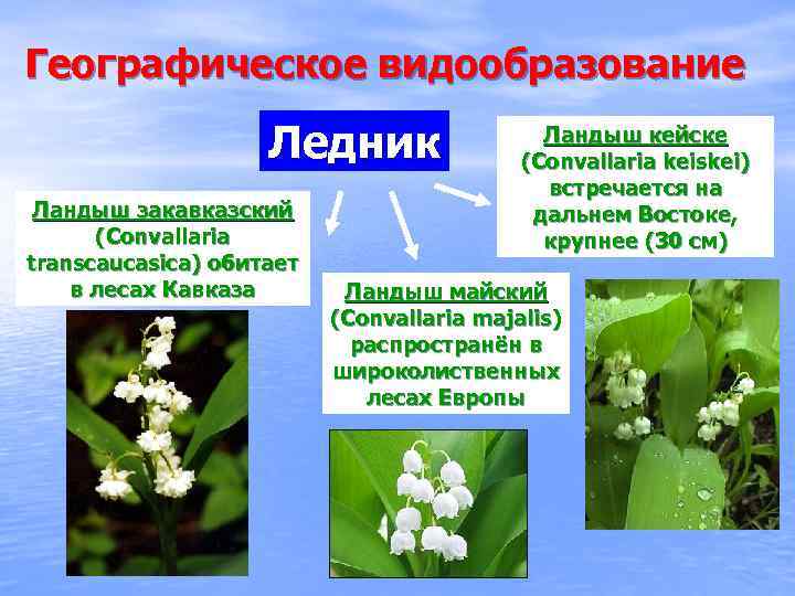 Географическое видообразование Ледник Ландыш закавказский (Convallaria transcaucasica) обитает в лесах Кавказа Ландыш кейске (Convallaria