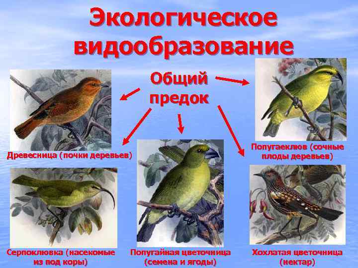Экологическое видообразование Общий предок Древесница (почки деревьев) Попугаеклюв (сочные плоды деревьев) Серпоклювка (насекомые из