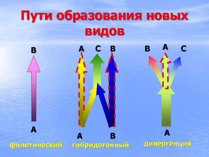 Пути образования новых видов В А филетический А А С В В гибридогенный В