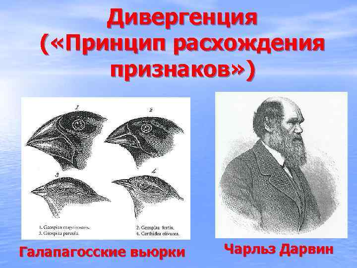 Дивергенция ( «Принцип расхождения признаков» ) Галапагосские вьюрки Чарльз Дарвин 