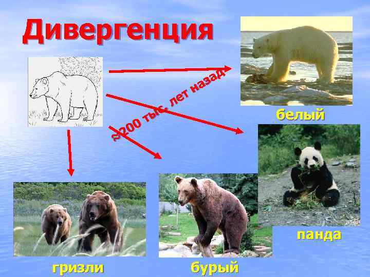 Дивергенция с. ты 00 ≈2 ад аз тн ле белый панда гризли бурый 