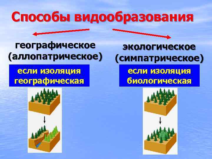 Способы видообразования географическое (аллопатрическое) если изоляция географическая экологическое (симпатрическое) если изоляция биологическая 