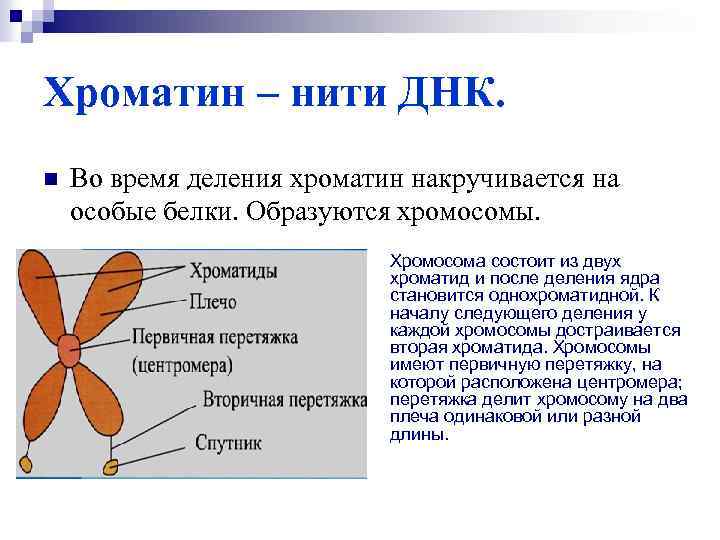 Хроматин – нити ДНК. n Во время деления хроматин накручивается на особые белки. Образуются