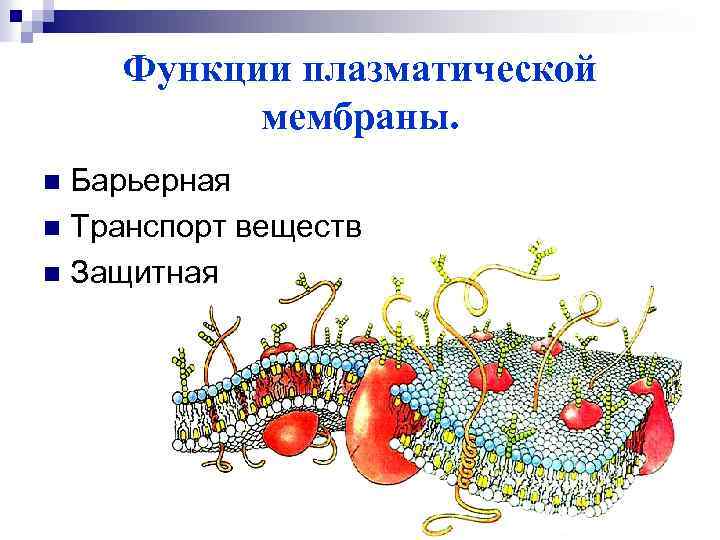 Функции плазматической мембраны. Барьерная n Транспорт веществ n Защитная n 