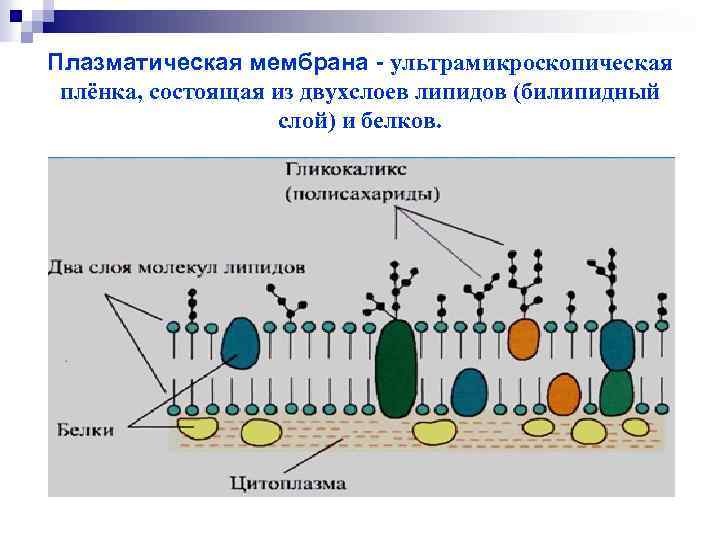 Плазматическая мембрана - ультрамикроскопическая плёнка, состоящая из двухслоев липидов (билипидный слой) и белков. 