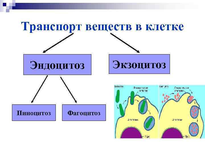 Транспорт веществ в клетке Эндоцитоз Пиноцитоз Фагоцитоз Экзоцитоз 