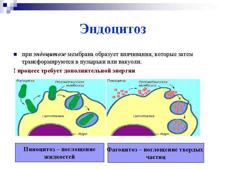 Эндоцитоз при эндоцитозе мембрана образует впячивания, которые затем трансформируются в пузырьки или вакуоли. !