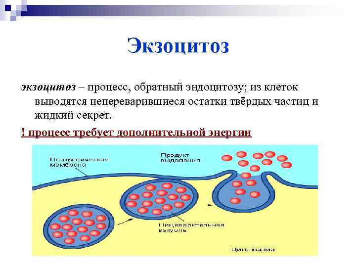 Экзоцитоз экзоцитоз – процесс, обратный эндоцитозу; из клеток выводятся непереварившиеся остатки твёрдых частиц и