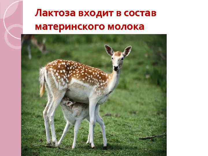 Лактоза входит в состав материнского молока 
