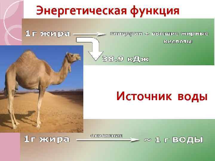 Энергетическая функция Источник воды 