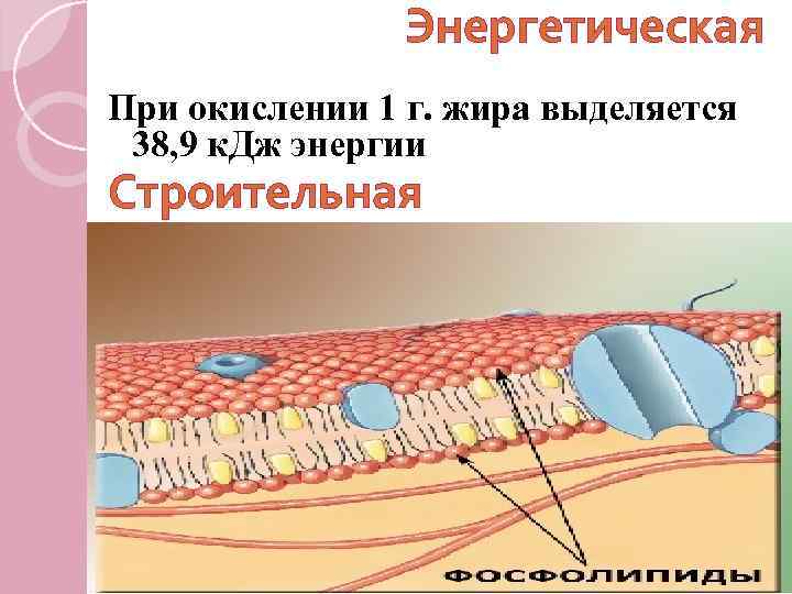 Энергетическая При окислении 1 г. жира выделяется 38, 9 к. Дж энергии Строительная 