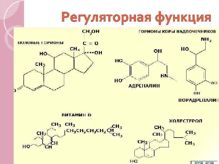 Регуляторная функция 