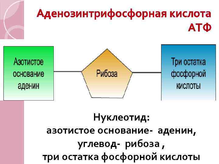 Аденозинтрифосфорная кислота АТФ Нуклеотид: азотистое основание- аденин, углевод- рибоза , три остатка фосфорной кислоты