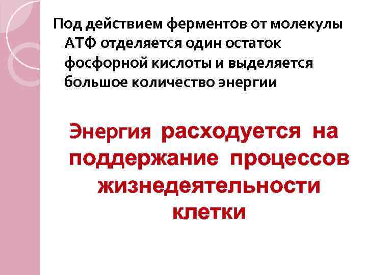 Под действием ферментов от молекулы АТФ отделяется один остаток фосфорной кислоты и выделяется большое