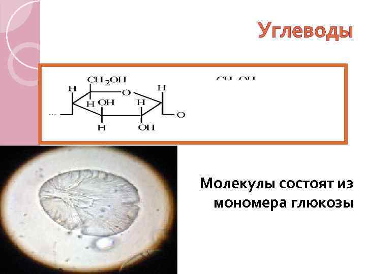 Углеводы Молекулы состоят из мономера глюкозы 