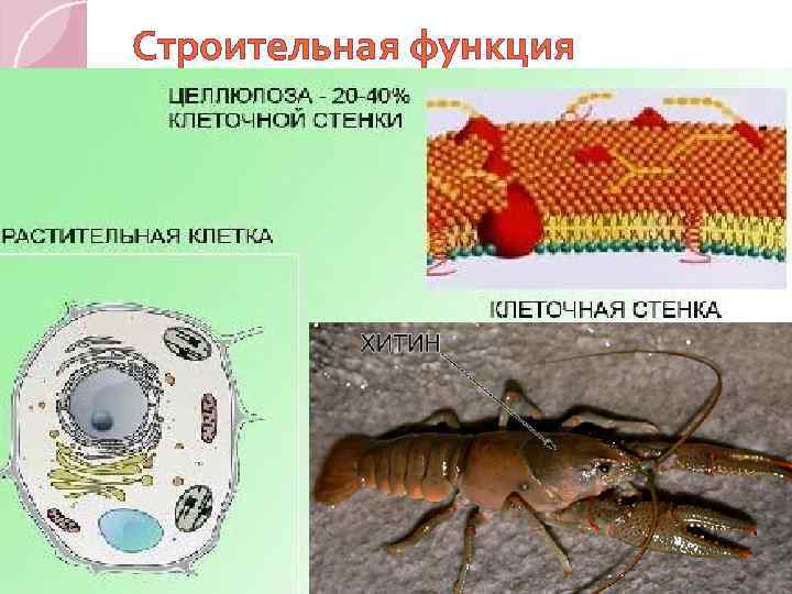 Строительная функция 