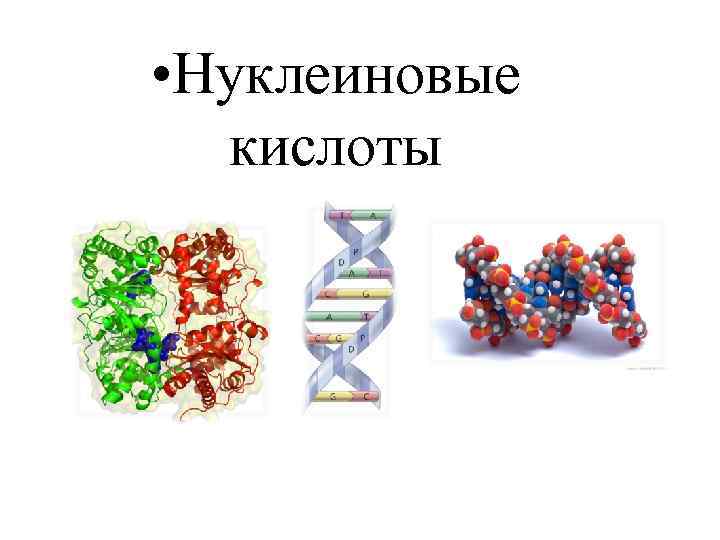  • Нуклеиновые кислоты 