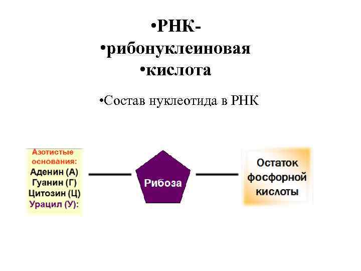  • РНК • рибонуклеиновая • кислота • Состав нуклеотида в РНК 