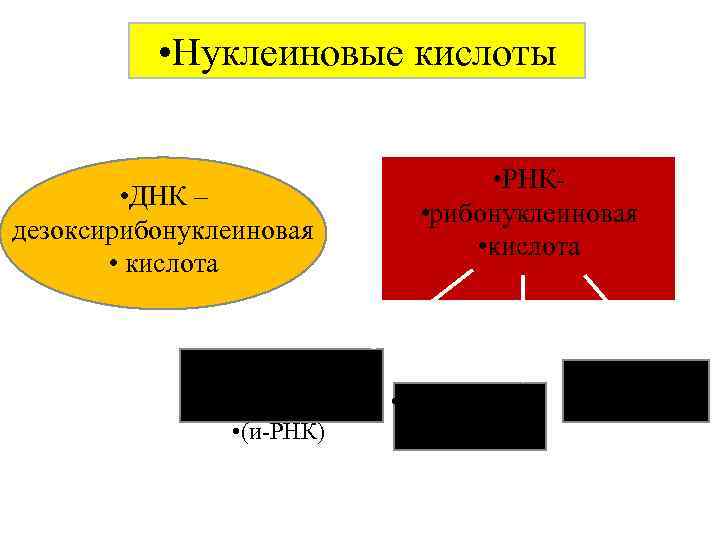  • Нуклеиновые кислоты • ДНК – дезоксирибонуклеиновая • кислота • РНК- • рибонуклеиновая