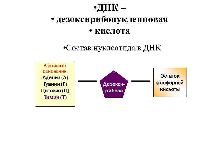  • ДНК – • дезоксирибонуклеиновая • кислота • Состав нуклеотида в ДНК 