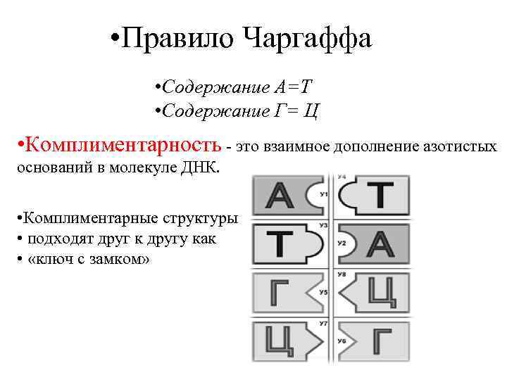  • Правило Чаргаффа • Содержание А=Т • Содержание Г= Ц • Комплиментарность -