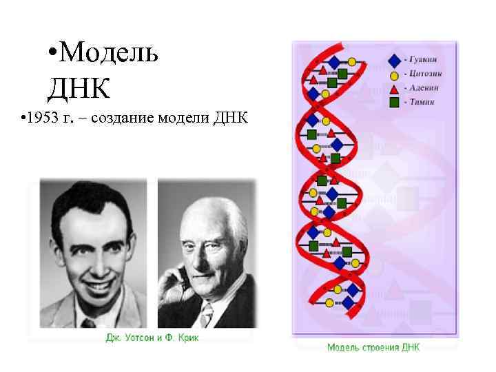  • Модель ДНК • 1953 г. – создание модели ДНК 