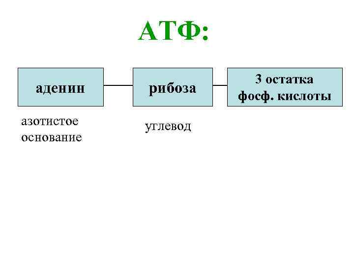 АТФ: аденин азотистое основание рибоза углевод 3 остатка фосф. кислоты 