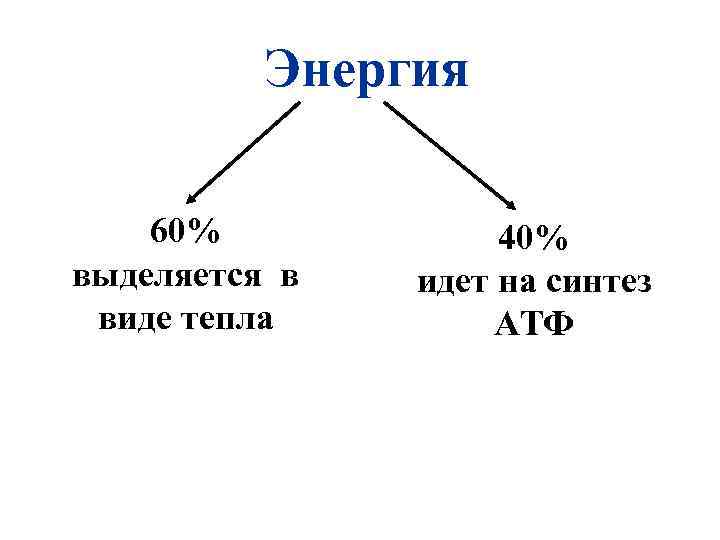 Энергия 60% выделяется в виде тепла 40% идет на синтез АТФ 