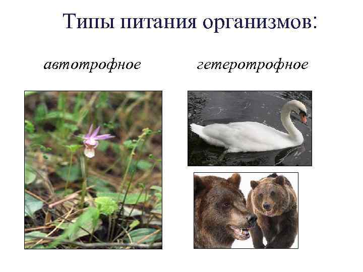 Типы питания организмов: автотрофное гетеротрофное 