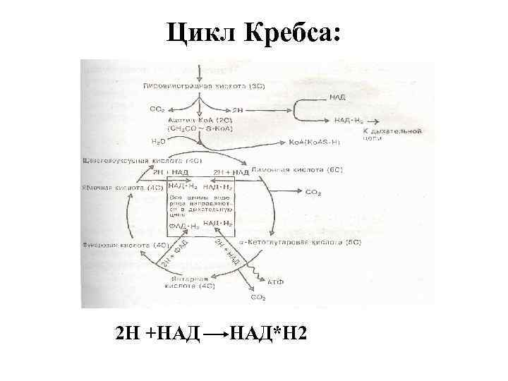 Цикл Кребса: 2 Н +НАД НАД*Н 2 